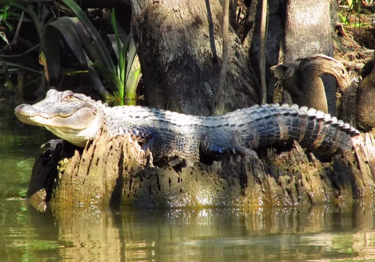 c4065f_a85ae6e2b12148bb88dc7a6e74c61d75~mv2